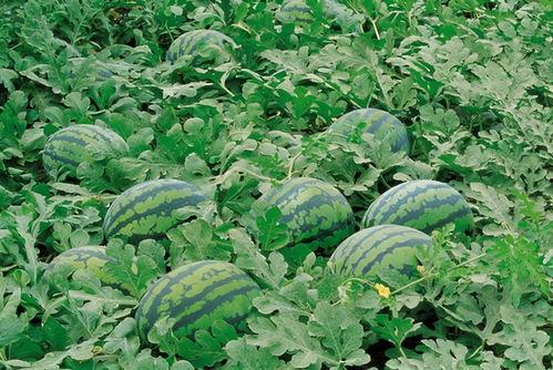 网红吃瓜资源群,幕后真相大曝光