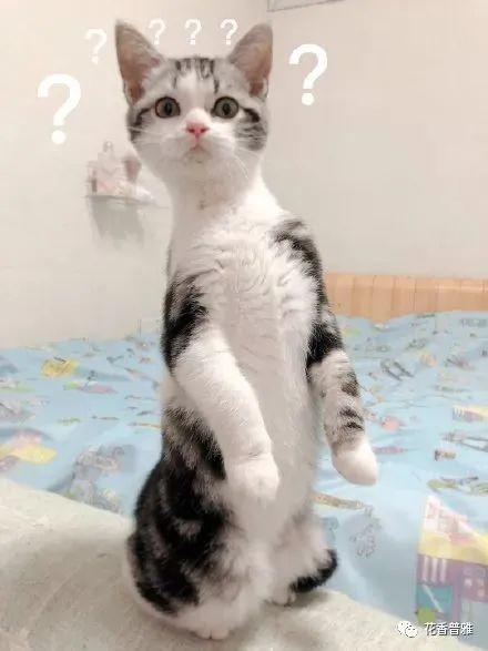 娱乐吃瓜酱社恐猫咪,社恐猫咪的娱乐吃瓜日常